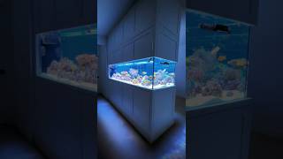 Peninsula Reef Aquarium [upl. by Pich]