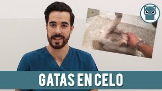 El Celo En Las Gatas [upl. by Neb]