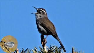 Bewicks Wren Bird  Song Calls Preening [upl. by Notlad184]