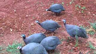 guinea fowl flight [upl. by Goodspeed]