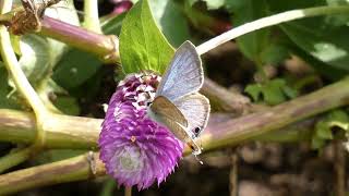 Longtailed Blue Butterfly Visits Globe Amaranth Flowers for Nectar [upl. by Namus]