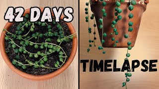 String of Pearls timelapse in 42 days [upl. by Intyrb]