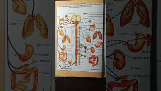 Autonomus nervous system spinal cordscience biologyfor all competititve exams [upl. by Pascal]