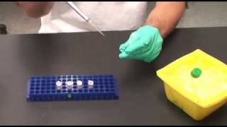 Serial Dilutions [upl. by Valsimot]