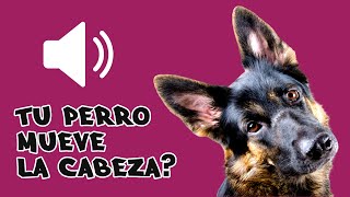 SONIDOS para PERROS Para Que MUEVAN La CABEZA  Ruidos y Efectos [upl. by Aritak]