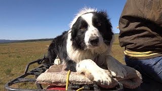 Working Dogs  Farm To Fork Wyoming [upl. by Dnalyk]