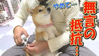 大嫌いな爪切りを泣くでも怒るでもなく、無言で抵抗する柴犬の仕草が可愛過ぎました [upl. by Tillie]