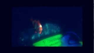 P Sherman 42 Wallaby Way Sydney  Dory Finding Nemo 2003 [upl. by Skutchan676]