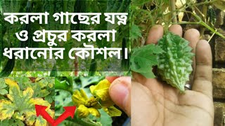 টবের করলা গাছের যত্ন ও প্রচুর করলা ধরানোর কৌশলকরলার পাতা হলুদকরলা ঝড়ে পরাকরলার পরাগায়ন। [upl. by Quackenbush]