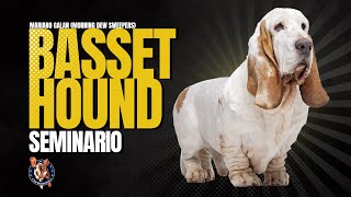 Seminario de Basset Hound [upl. by Geis]