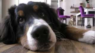 Hund und Kater spielen und lecken sich Berner Sennen Hermann  Videotagebuch Teil 5 [upl. by Therine]