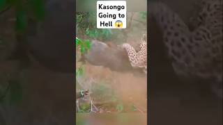 Kasongo Going to Die 😱😱😱 [upl. by Solenne807]