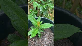 Garcinia cambogia plants [upl. by Clayson892]