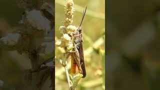 Grasshoppers in Phoenix What to know ahead of the monsoon [upl. by Ashli]