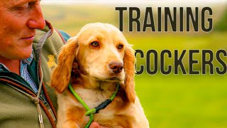 Working Cocker Spaniel Training Part 1 [upl. by Dell]