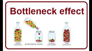 Bottleneck Effect A Sharp Decline in Population  2024 [upl. by Merril804]