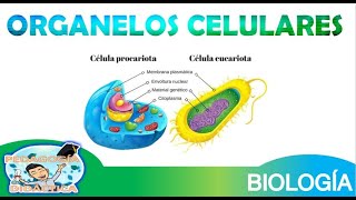 ORGANELOS CELULARES FUNCIONES Y CARACTERISTICAS [upl. by Enalda859]