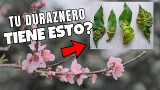 SOLUCIÓN BIEN EXPLICADA PARA LEPRA DE DURAZNERO MELOCOTONERO [upl. by Assetan]