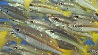 Schooling Fish  Reef Life of the Andaman  Part 15 [upl. by Naehgem]