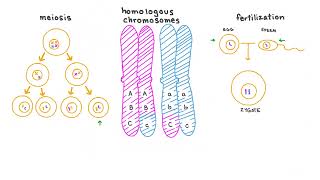 Sex and Autosomal Linkage [upl. by Tearle]