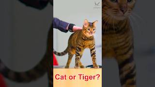 বাঘের মতো পোষা বিড়াল Toyger Cat cat kitten catlover [upl. by Delija]