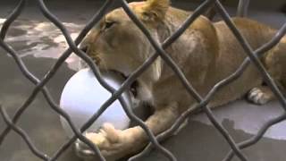 Varsity Ball Testing at Zoo Atlanta [upl. by Odlavu779]