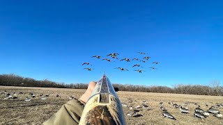 Goose Hunting Banded Geese in a Pasture MULTIPLE BANDS [upl. by Saundra]