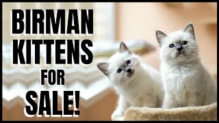 Birman Kittens for Sale [upl. by Ian309]