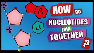 How Do Nucleotides Join Together  A Level Biology  Phosphodiester Bonds  Condensation reactions [upl. by Letniuq]