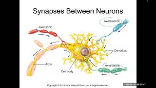 Saltatory and continuous conduction synapses EPSP IPSP temporal and spatial summation [upl. by Bust561]