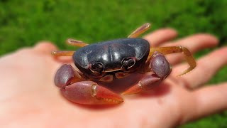 Red Land Crab Gecarcinus quadratus [upl. by Ninnahc]