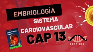 CAP 13SISTEMA CARDIOVASCULAREMBRIOLOGIA MÉDICA DE LANGMANRESUMENPODCAST [upl. by Ydasahc]