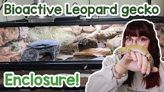 Bioactive leopard gecko enclosure DIY grout background [upl. by Chuch539]