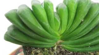 Haworthia truncata cv Lime Green [upl. by Pike]