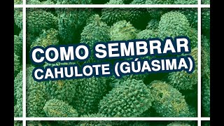 COMO SEMBRAR CAHULOTE GUASIMA 🌰🌳 [upl. by Stortz]