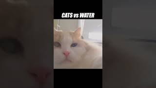 Whoops This cat took an unintentional shower kittisaurus cats water [upl. by Simonne285]