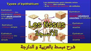 Cours 5  Les tissus epithélial et conjonctif الأنسجة [upl. by Alyled]