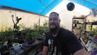 Juniper bonsai pruning tips for beginners [upl. by Xonel]