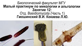 Малый практикум 12 занятие Отдел Basidiomycota часть 1 [upl. by Eyaj]