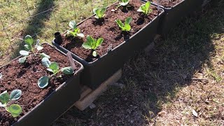 HUGE EARTHBOX PLANTING FOR FALL [upl. by Connett]