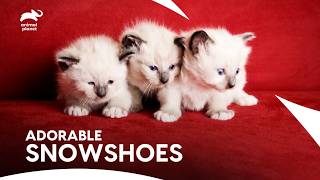 Snowshoe Kittens These Little Bundles Will Melt Your Heart  Too Cute  Animal Planet [upl. by Yral]