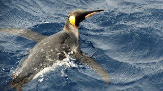 Subantarctic Wildlife  South SandwichSouth OrkneySouth Shetland Islands [upl. by Pudens]