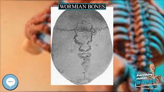 Wormian bones 🦴 Everything Human Anatomy Bones 🦴 [upl. by Abramson]