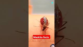 Mosquito facts 🐝 shorts mosquito amazingfacts science experiment animation trending facts [upl. by Gabe]