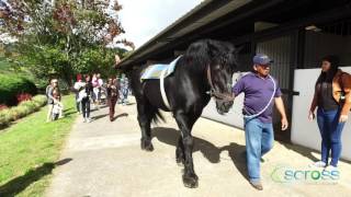 HARAS CERRO PUNTA [upl. by Bobbye]