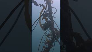 November donut dive at the keystone jetty in Coupeville Washington scubadiving underwater gopro [upl. by Eitak]