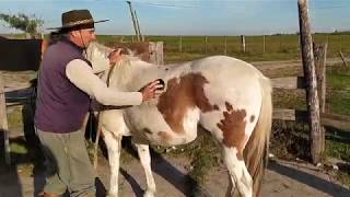 Cómo ensillar un caballo al estilo criollo en Uruguay EQUINOSUY [upl. by Ennyrb]