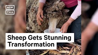 Sheep Gets 80 lbs of Wool Removed [upl. by Nolyd]