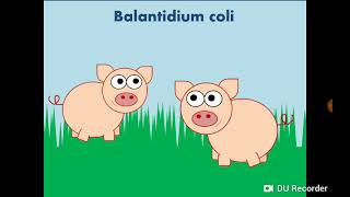 Balantidium coli Ciliate قربية قولونية هدابيات [upl. by Fein3]