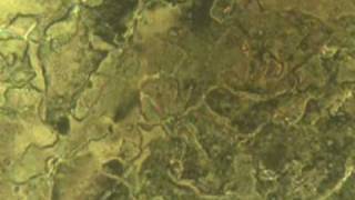 Phase transformation in liquid crystal 20x magnification 3x speed [upl. by Levitus]